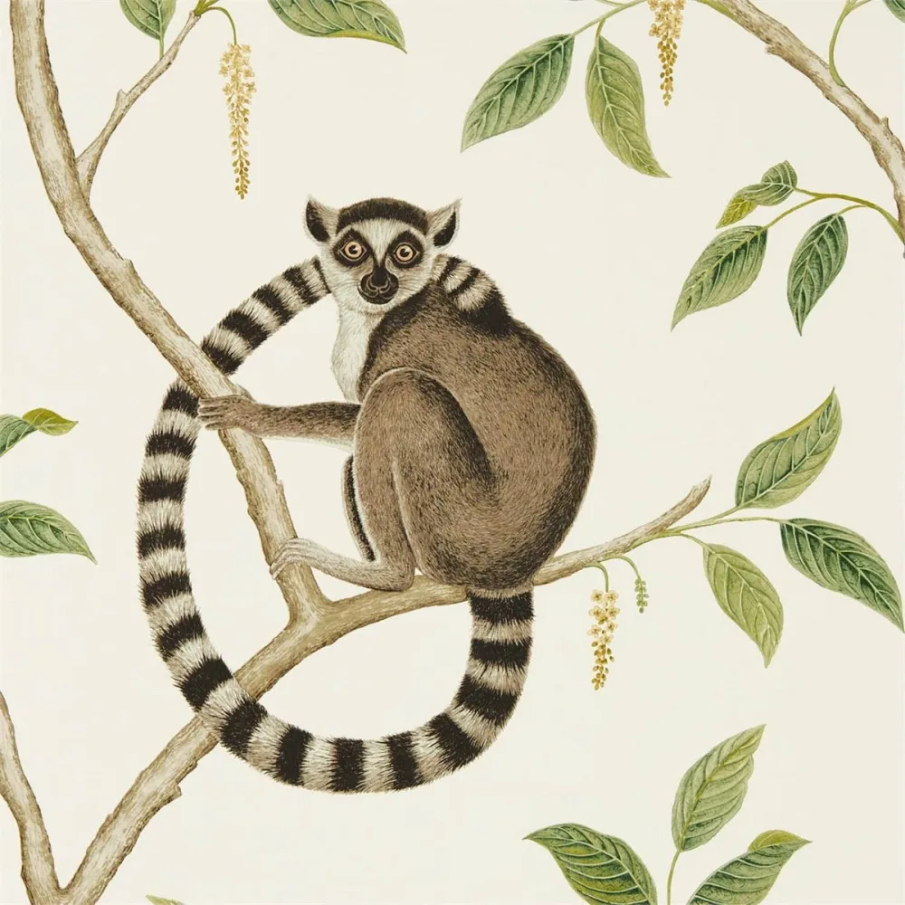 Glasshouse Ringtailed Lemur Dglw216664 Tapet | Stuvbutiken